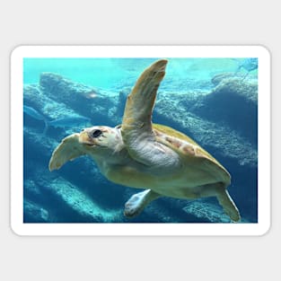 SEA TURTLE SWIMMING FREE IN THE SEA DESIGN Sticker